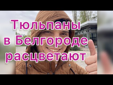 Видео: Тюльпаны в Белгороде расцветают. 15 апреля 2024 г.
