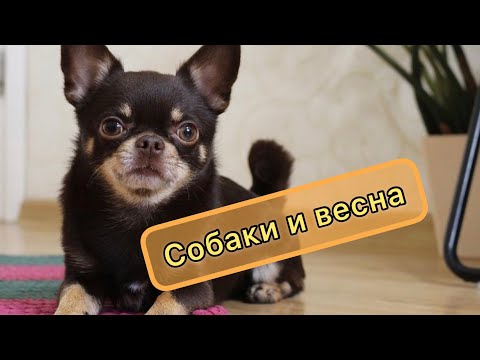 Видео: СОБАКИ И ВЕСНА