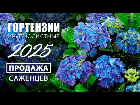 Видео: Гортензии крупнолистные. Обзор саженцев. Продажа