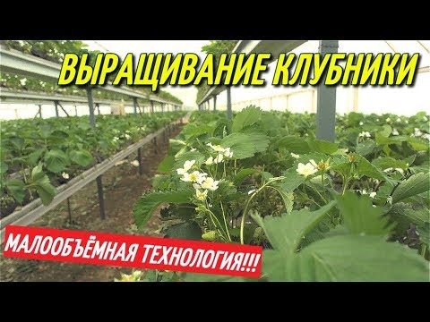 Видео: ТЕПЛИЦА ДЛЯ КЛУБНИКИ ПО МАЛООБЪЁМНОЙ ТЕХНОЛОГИИ/Покупка рассады клубники ФРИГО.