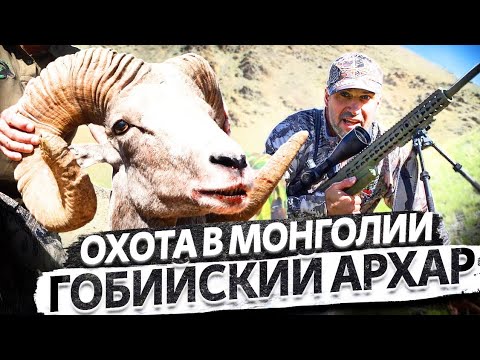 Видео: Трофейная_охота_в_Монголии._Гобийский_арха#загоннаяохота