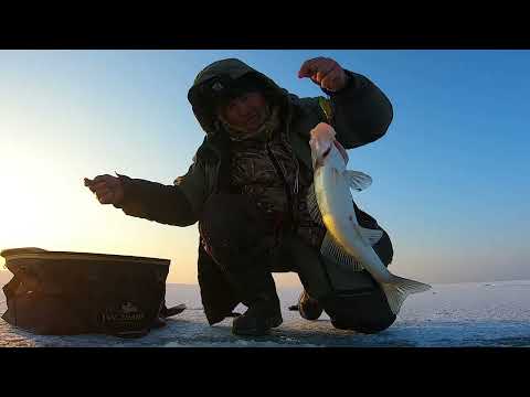 Видео: ЛОВЛЯ СУДАКА на СПИННИНГ. ВОТ ЭТО УДАРЫ СУДАКА.