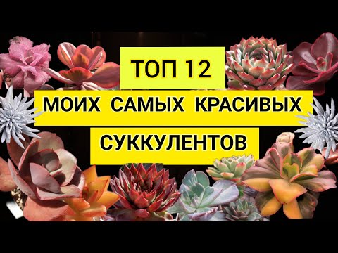 Видео: Топ 12 моих самых красивых суккулентов. Часть 1.