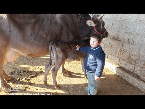 Видео: МОЛБОЗОРИ ХОЧИ ШАРИФ 14 ноября 2025 г.
