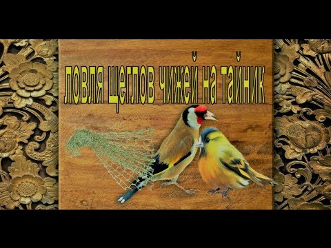 Видео: ЛОВЛЯ ЩЕГЛОВ НА большую СЕТЬ ТАЙНИК (40 КМ ОТ МОСКВЫ)