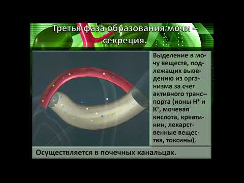 Видео: Гистофизиология нефрона