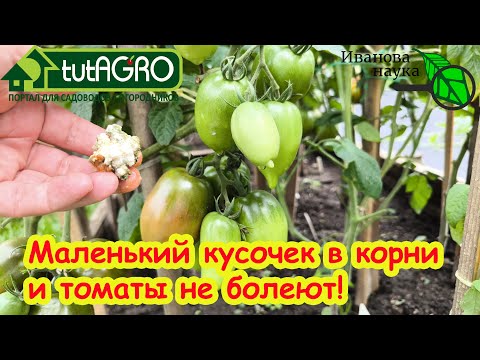 Видео: ОДНА ЛОЖКА В ЗЕМЛЮ И ТОМАТЫ БОЛЬШЕ НЕ БОЛЕЮТ! Вот что надо положить в землю, чтобы огород не болел.