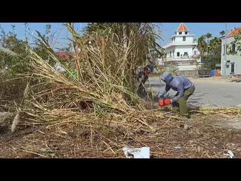 Видео: Забытая катастрофа на тротуаре — очистка заросших тротуаров