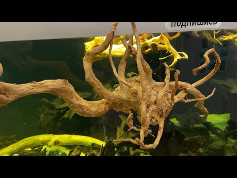 Видео: Подготовка корней для аквариума