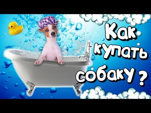 Видео: КАК ПРАВИЛЬНО МЫТЬ СОБАКУ?  | КУПАНИЕ СОБАК