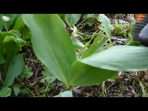 Видео: Кратък пътеводител на дивите ядливи растения - Какво може да открием в една изоставена махала