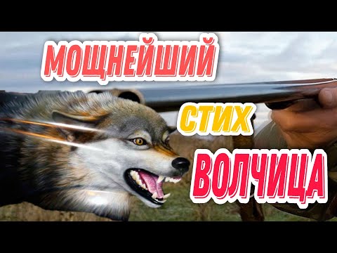 Видео: Волчица. Этот стих никого не оставит равнодушным! Пробирает до глубины души! Нина Ачараева.
