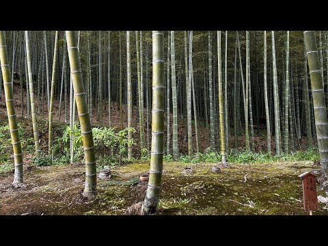 Видео: Япония 6