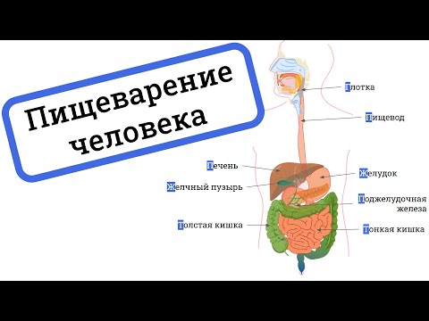 Видео: ПИЩЕВАРИТЕЛЬНАЯ СИСТЕМА человека, ферменты / ПИЩЕВАРЕНИЕ человека