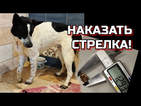 Видео: ИЩЕМ ЖИВОДЁРА! Написали заявление в полицию, приложив ПУЛЮ! Бездомный пёс и другие пострадавшие.