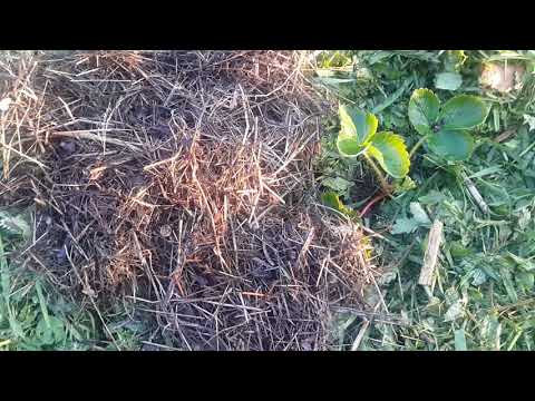 Видео: Мульчируем клубнику газонной травой. Как сделать правильно?