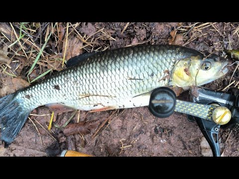 Видео: ПАНЧАРЕВО ОТ ДНЕС #51