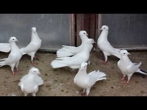Видео: Baki Goyercinleri  Бакинские Голуби Baku Pigeons Ruslan_Sahin 2021
