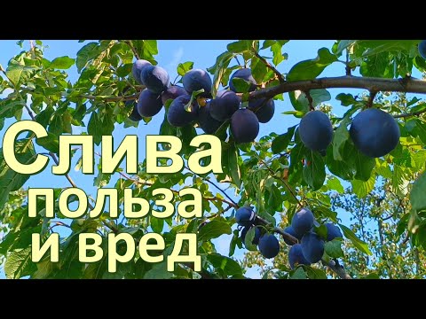 Видео: Слива. Чем полезна и чем вредна. Фрукт для иммунитета, прочности костей и похудения.