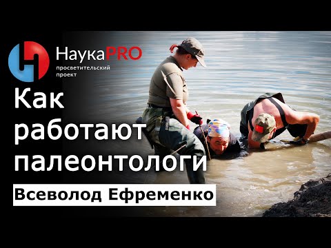 Видео: Как работают палеонтологи – Всеволод Ефременко | Лекции по палеонтологии | Научпоп