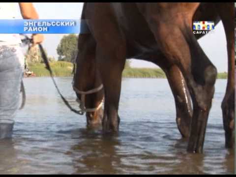 Видео: Купание лошадей