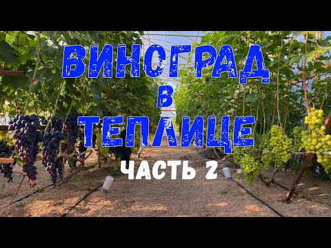 Видео: ВИНОГРАД В ТЕПЛИЦЕ часть 2