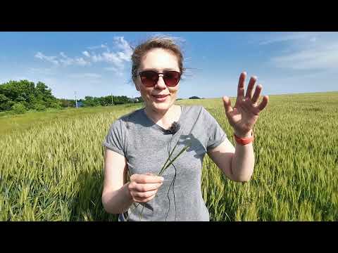 Видео: 20.06.2021 г. Елена Дудкина. Эгилопс цилиндрический - новый сорняк наших полей.