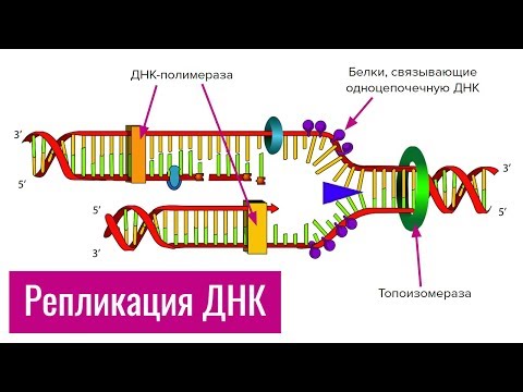 Видео: Репликация ДНК | самое простое объяснение