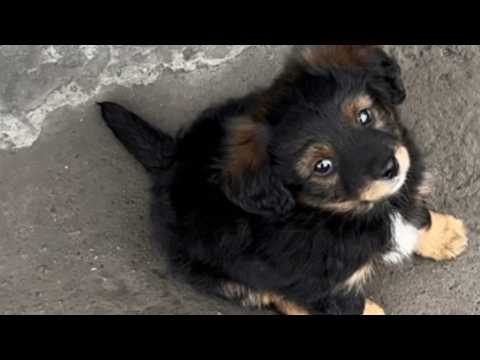 Видео: Щенок, оставленный снаружи автомобиля, оказался в её объятиях и стал её самым любимым ребёнком