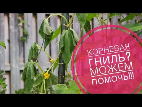 Видео: Как избаитmся от корневых гнилей огурцов?