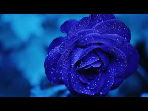 Видео: Роберт Адамс. 136. Духовная жизнь - это не ложе из роз. NikOsho.