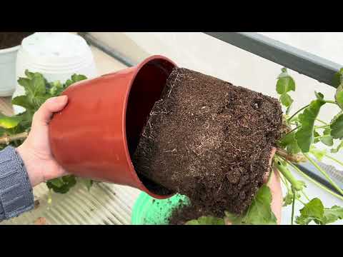 Видео: Прищипка и черенкование Пеларгонии 2 февраля 2025 г.