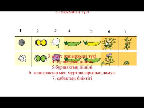 Видео: 9-класс_Биология_3_тоқсан_7_сабақ_Мендель ашқан белгілердің тұқымқуалау заңдылықтары