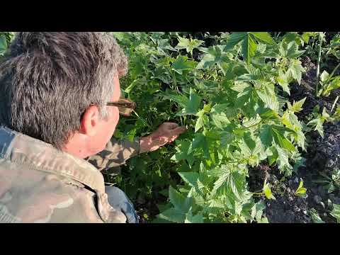 Видео: Смородина вырастит лучше и крепче