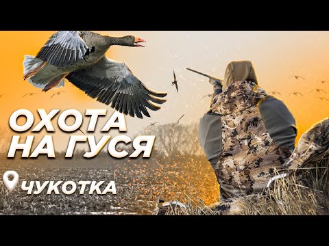 Видео: Охота на Чукотке весной на гуся