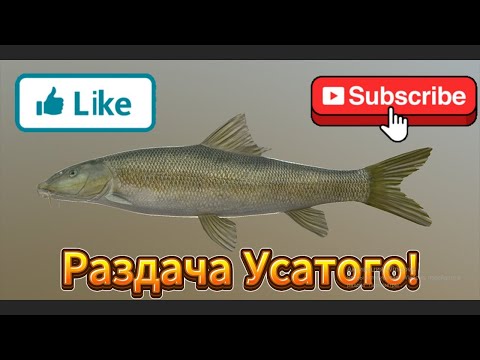 Видео: !р.АХТУБА-УСАЧ КОРОТКОГОЛОВЫЙ!НЕ ПУЛЕМЕТ, НО СОЙДЕТ!