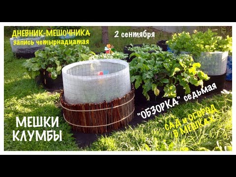 Видео: МЕШКИ-КЛУМБЫ. "ОБЗОРКА" седьмая от 2 сентября. ДНЕВНИК МЕШОЧНИКА 2019. Запись 14.