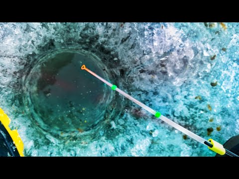 Видео: КРУПНЯК НА ДИСКОШАР. ЛОВЛЯ НА БЕЗМОТЫЛКУ.