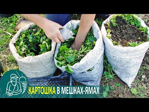Видео: 🥔 Посадка картофеля в мешках-ямах 🚀 Эксперимент Гордеевых по выращиванию картошки