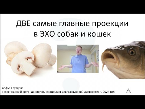 Видео: ВСЕГО 2 ПРОЕКЦИИ, ЧТОБЫ НАЧАТЬ ДЕЛАТЬ УЗИ СЕРДЦА | Почему именно они? Рассказываю в этом видео
