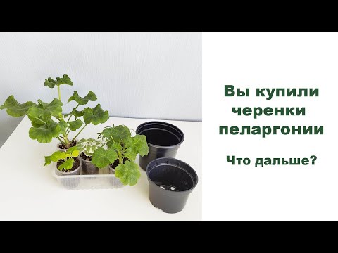 Видео: Вы купили черенки пеларгоний. Что с ними делать дальше?