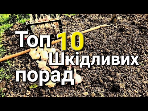 Видео: Посадка цибулі та часнику на зиму | Вирощування озимого часнику та цибулі@МояДачаСадГород