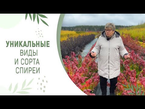 Видео: ТАКУЮ СПИРЕЮ ВЫ ЕЩЁ НЕ ВИДЕЛИ | УНИКАЛЬНЫЕ СОРТА И ВИДЫ СПИРЕИ