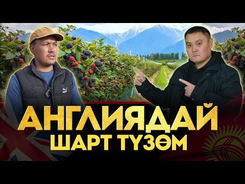 Видео: Ежевиканы отургузуп баштадык!  Кандай жумуштарды жасап жатабыз? Жумушу оңойбу же кыйынбы? Агролайф.