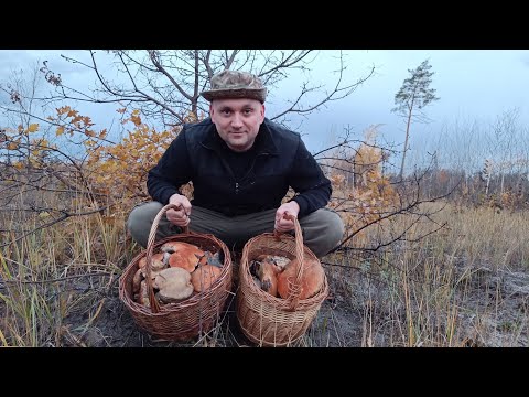 Видео: Сбор урожая грибов в СЕКРЕТНОМ месте.