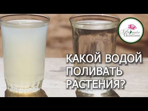 Видео: Какой водой поливать растения