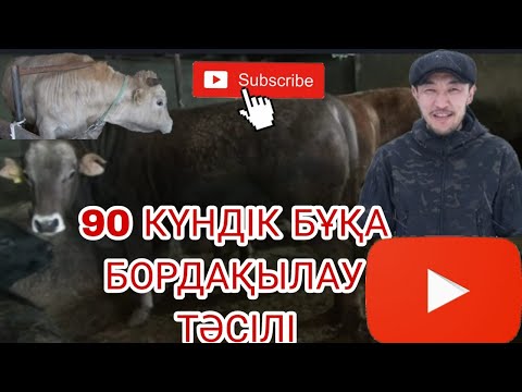 Видео: 90 күндік бұқа бордақылау тәсілі | 90-дневный метод откорма быков