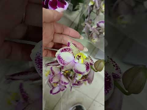 Видео: Шикарная поставка горшечных растений 🔥🔥🔥🤗💗💞Калатеи, аглаонема, аспарагус,СИМФОНИЯ ЦВЕТОВ 💐
