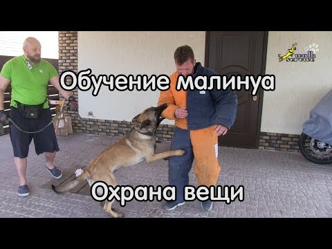 Видео: Малинуа Ганс охрана вещи, выдержка и возвращение через пищевую реакцию