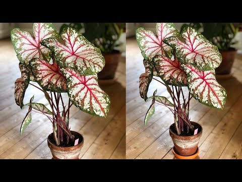 Видео: Как сделать растения Caladium Bicolor из полиэтиленового пакета | Цветочные поделки